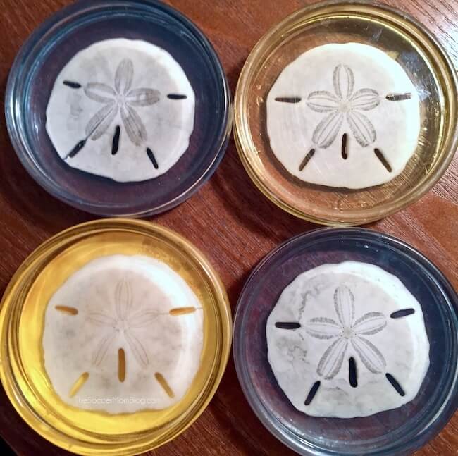 blue and gold resin coasters filled with sand dollars