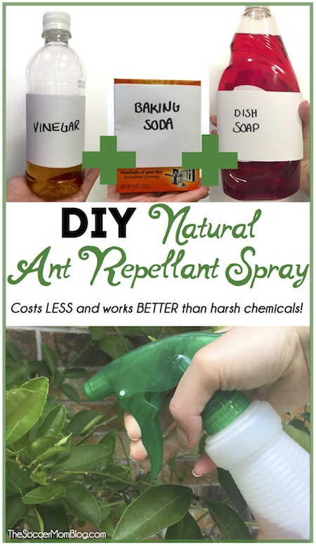 DIY All Natural Ant Repellant Spray is SAFE, CHEAP, and IT WORKS!