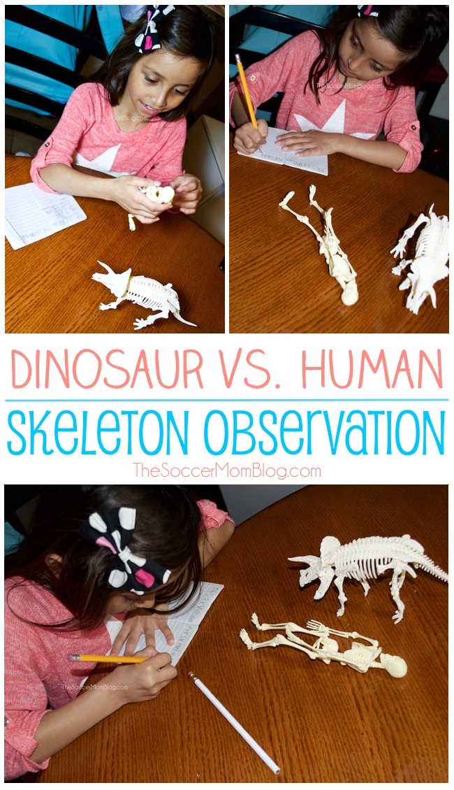 Build a model human and dinosaur skeleton and create a skeleton observation notebook. A fun hands-on science activity for elementary kids.