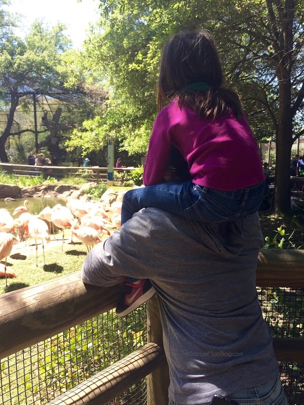 8 essential tips for parents to make visiting the zoo with kids a breeze! A do-able plan to have fun and avoid meltdowns that can happen on family trips.