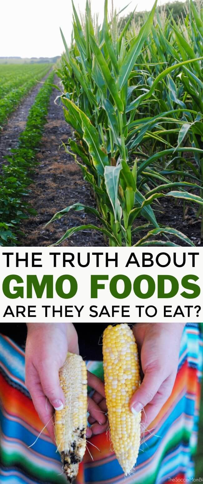 Are GMOs safe to eat? We went straight to the source to find out. What farmers say about genetically modified crops and what you should know before you buy.