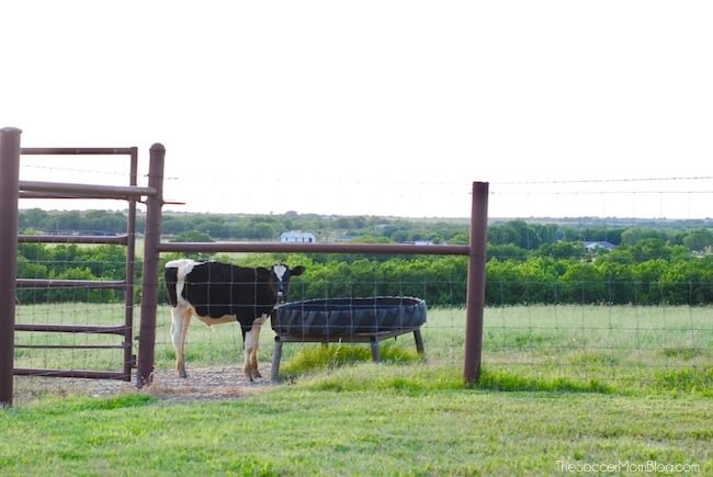 Cow grazing in field, Schronk Farm Hillsboro, TX