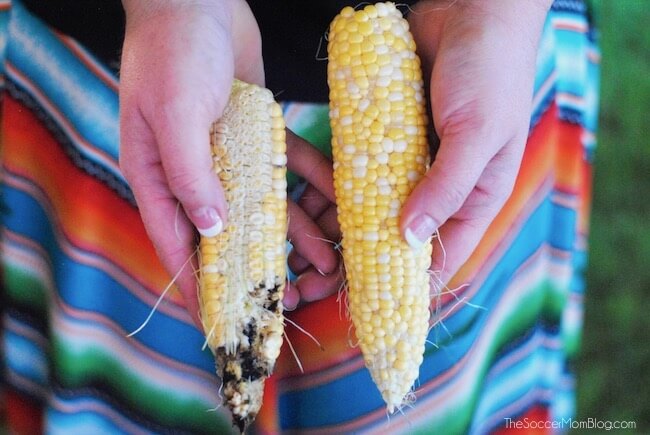 moldy ear of non-GMO corn compared to healthy GMO corn