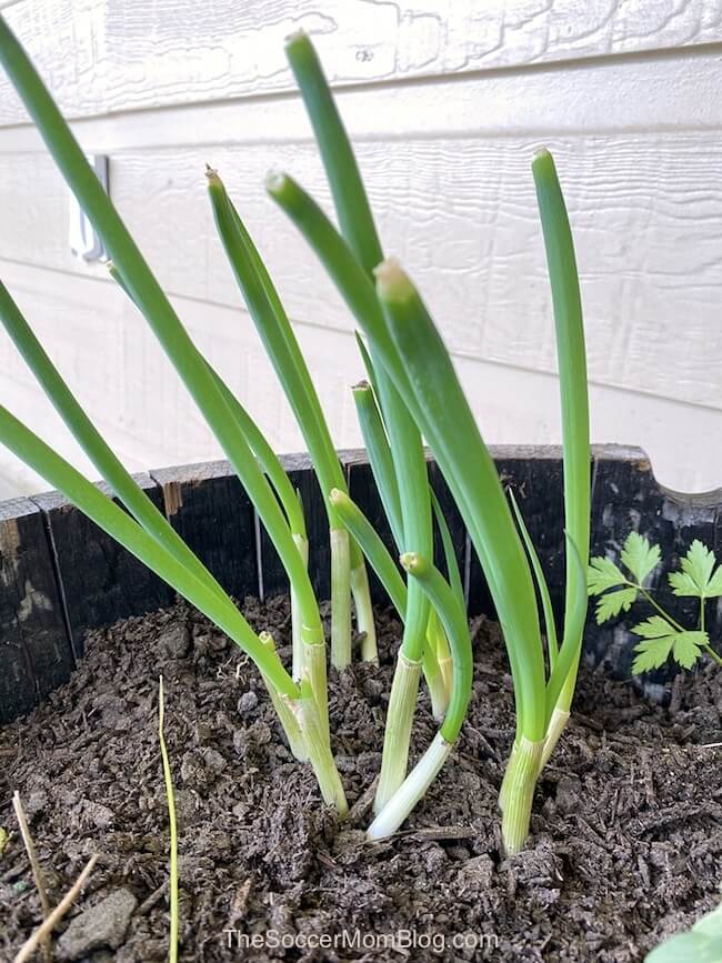 green onion stalks regrowing in container garden