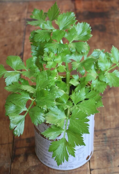 regrowing celery in a coffee can