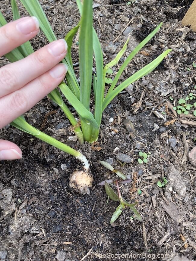 regrowing garlic cloves