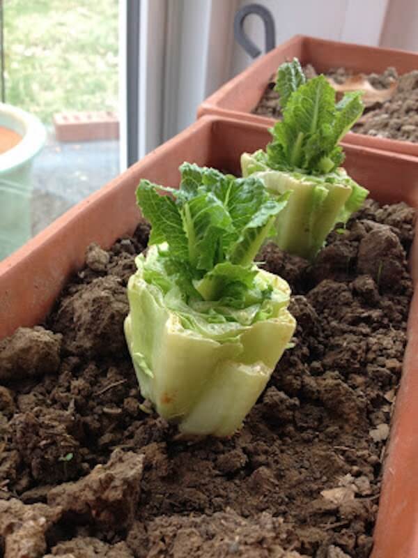 regrowing romaine lettuce plants from scraps