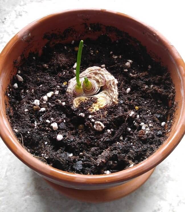 regrowing onion bottoms in a pot