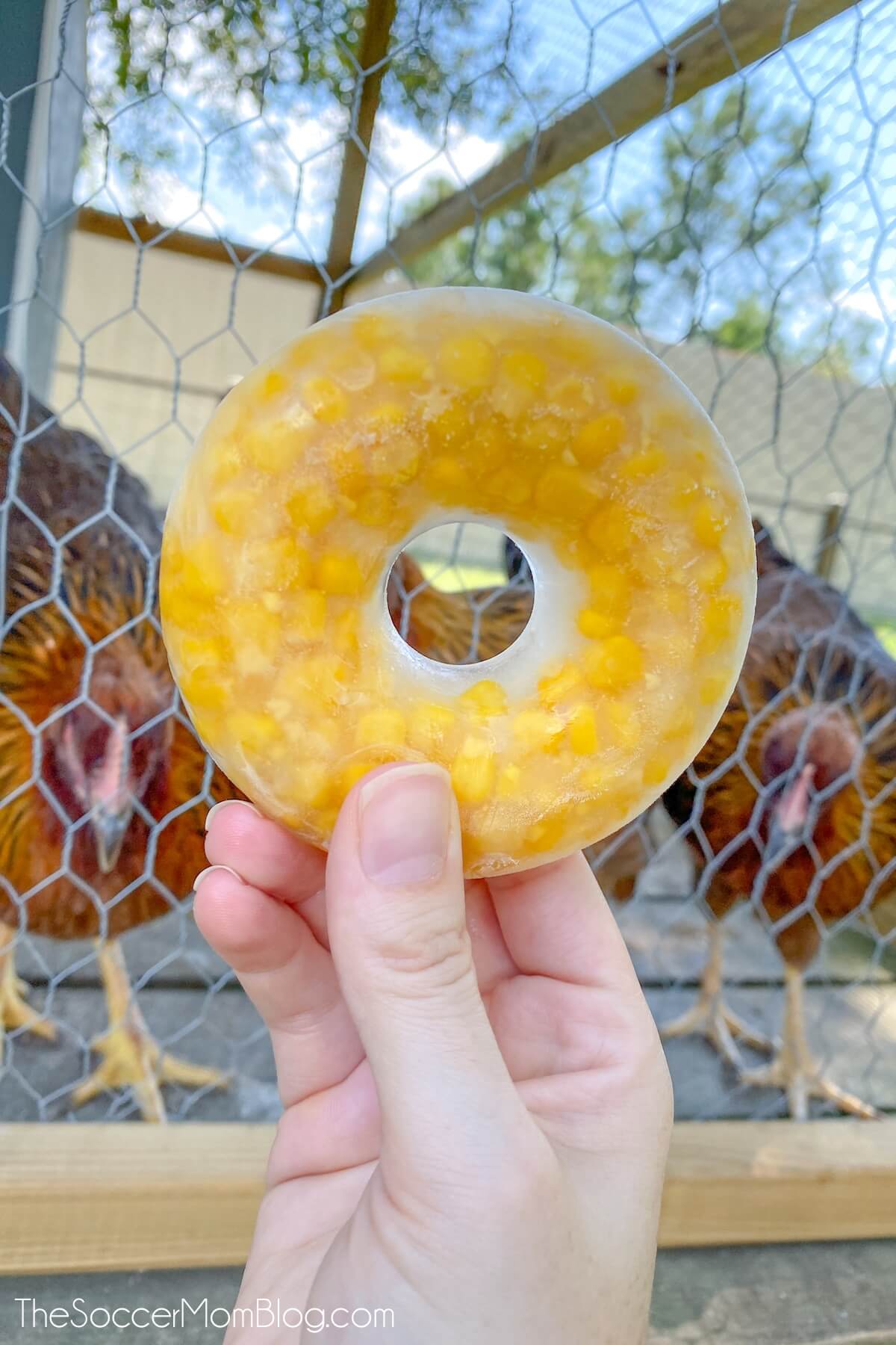 frozen corn donut as a treat for chickens