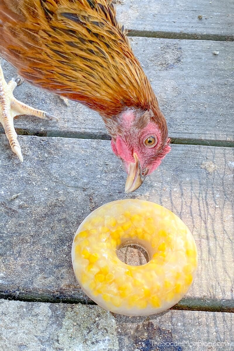 chicken eating frozen corn