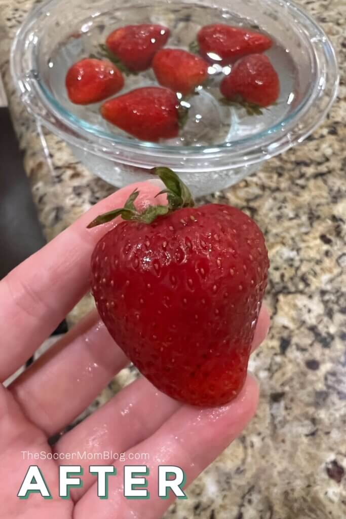 hand holding a juicy bright red strawberry
