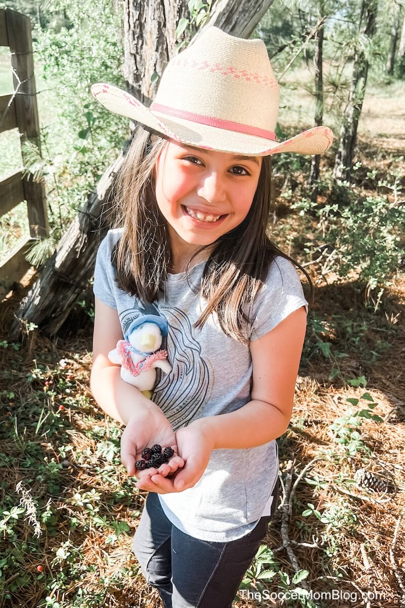little girl picking blackberries